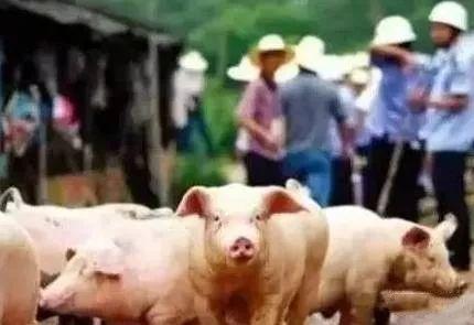 农民给猪吃瓜视频播放,农民喂猪吃瓜视频走红网络