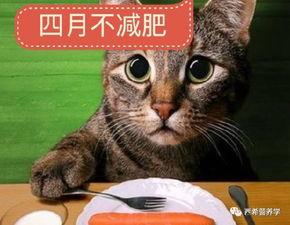 七彩猫塌房吃瓜视频,揭秘网络红人背后的真相