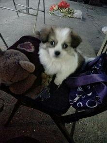 小狗狗吃鸡瓜好吗视频讲解,趣味视频揭秘宠物美食新选择